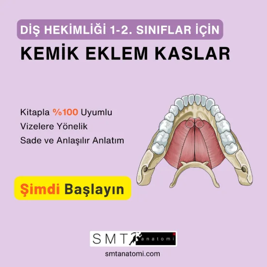Diş H. 1-2'ler için Kemik-Eklem-Kas