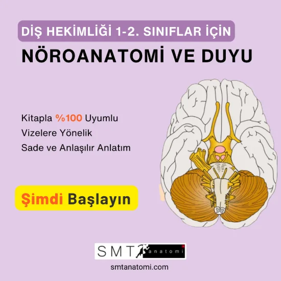 Diş Hek. 1-2'ler için Nöroanatomi ve Duyu