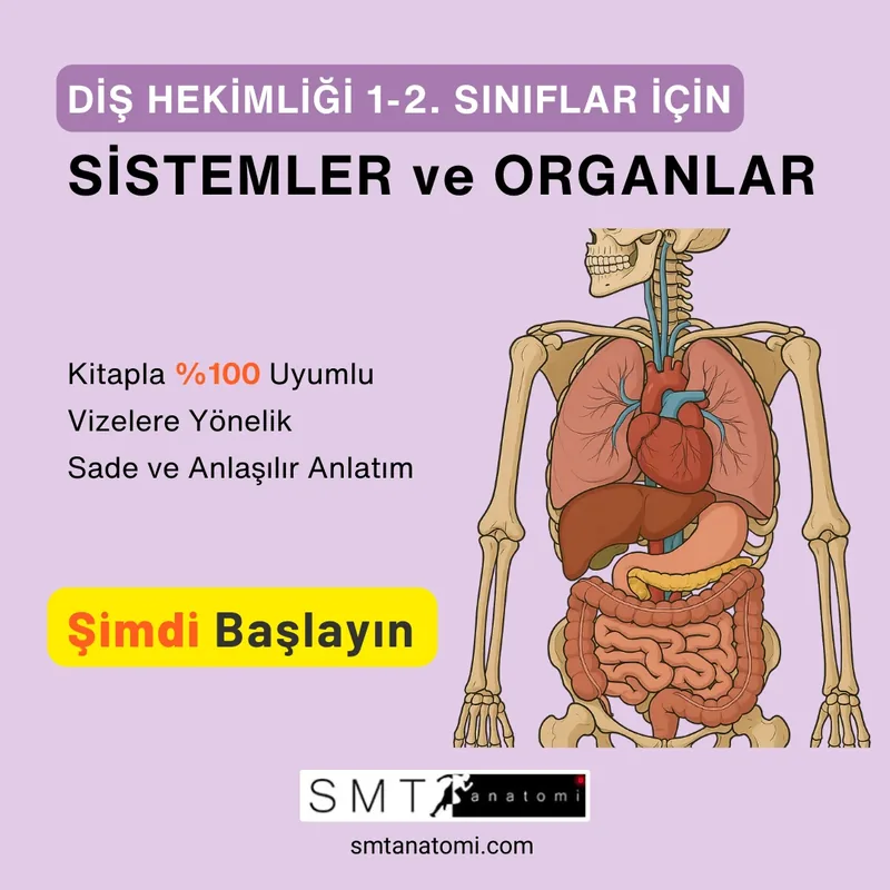 Diş Hek. 1-2'ler için Sistemler ve Organlar