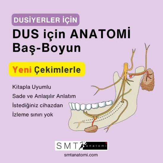 DUS için Anatomi Baş Boyun