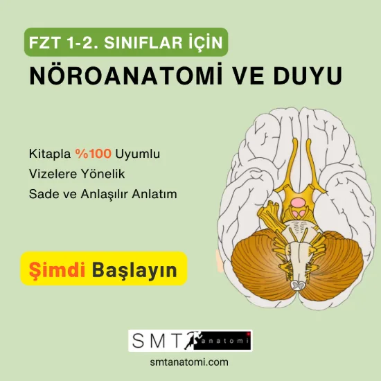 FZT 1-2'ler için Nöroanatomi ve Duyu