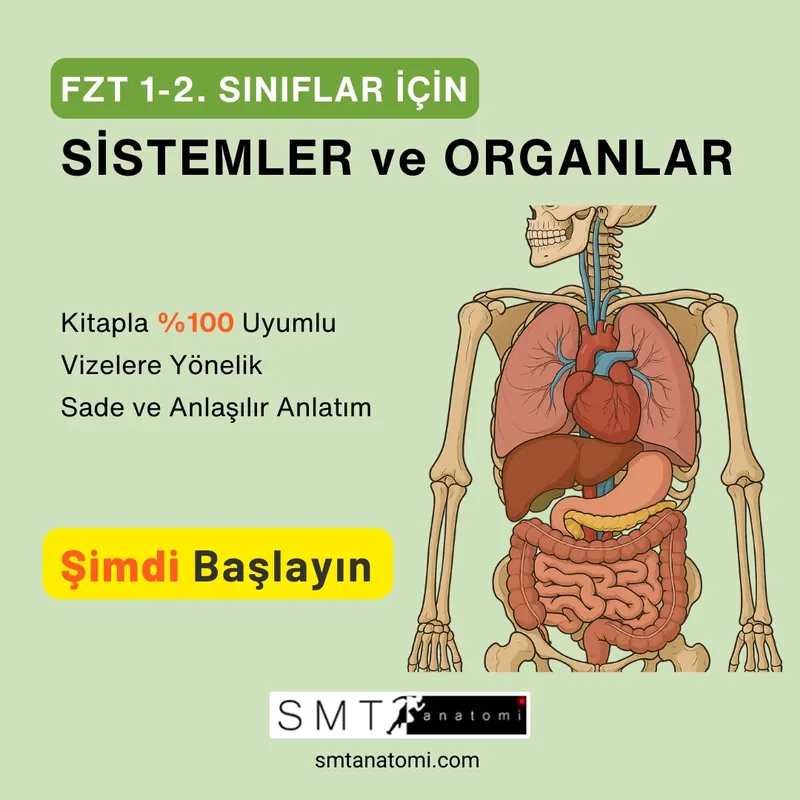 FZT 1-2'ler için Sistemler ve Organlar