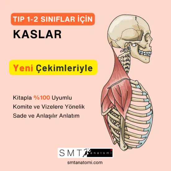 Tıp 1-2'ler İçin Kaslar