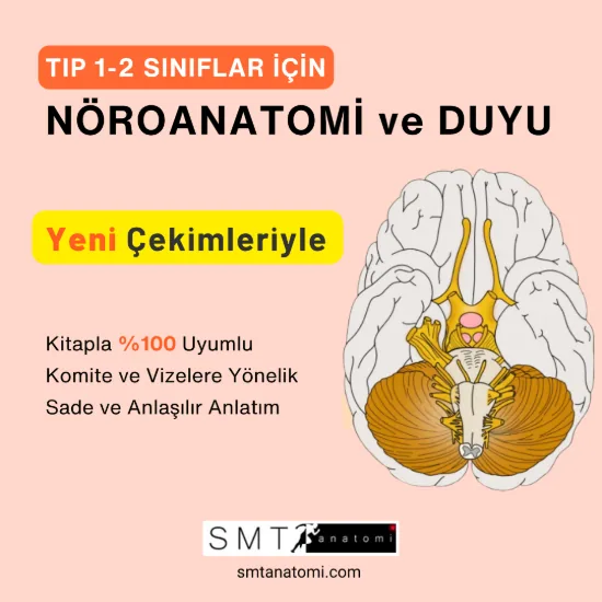 Tıp 1-2'ler için Nöroanatomi ve Duyu