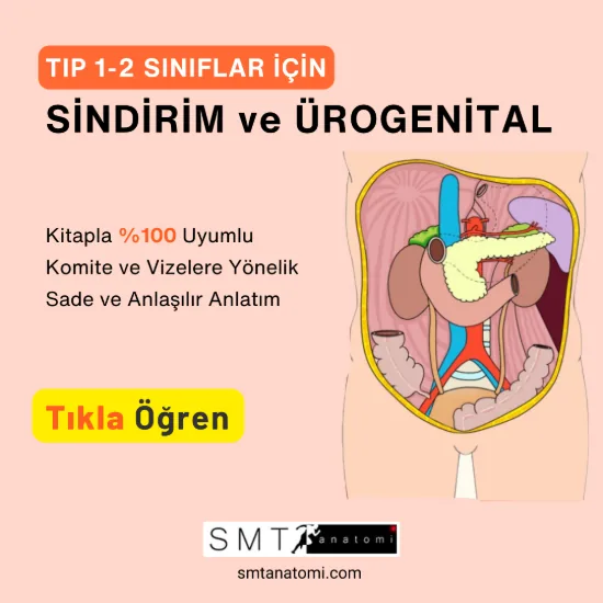 Tıp 1-2'ler için Sindirim ve Ürogenital