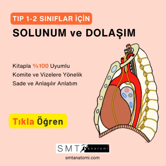 Tıp 1-2'ler için Solunum ve Dolaşım
