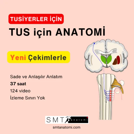 TUS için ANATOMİ